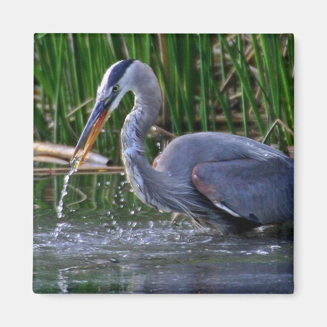 Heron Stänk Magnet (Framsidan)