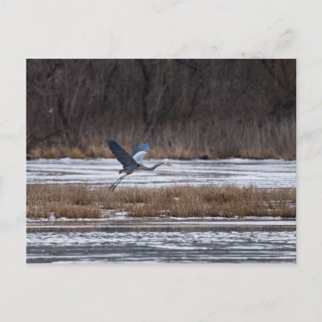 Heron-start Vykort (Framsida)