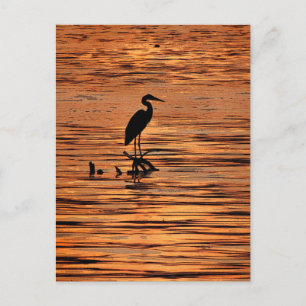 Heron vid Sunset Vykort