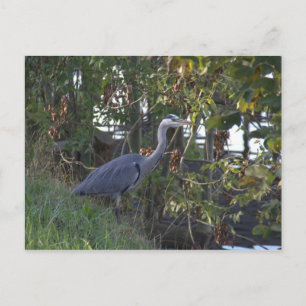 Heron Vykort