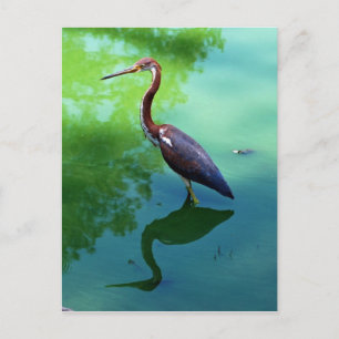 Heron Vykort