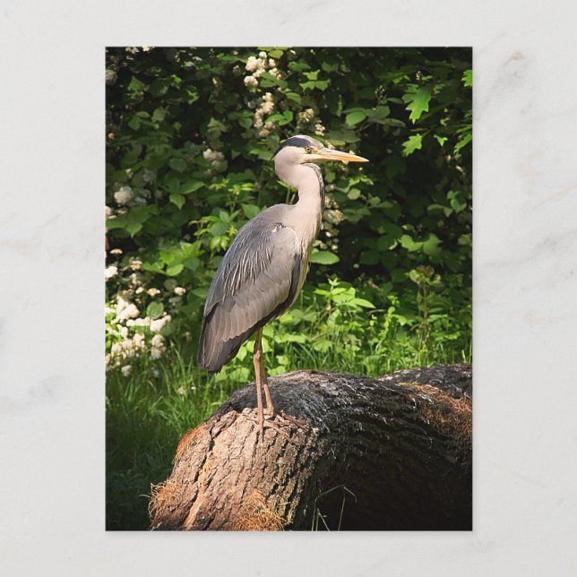 Heron Vykort (Framsida)