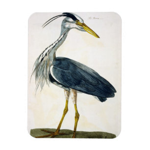 Heronen (den cinerea ardeaen) pläterar från magnet