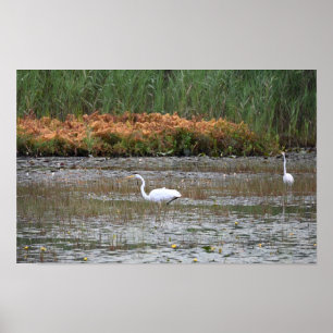 Heroner i Marsh Poster
