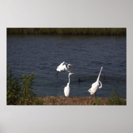 Heroner vid Vatten Poster