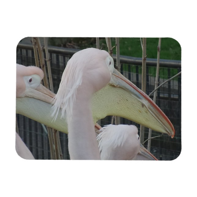 Herons 3" x4" Magnet (Horisontell)