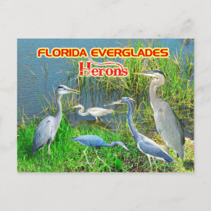 Herons of Everglades nationalpark, Florida Vykort