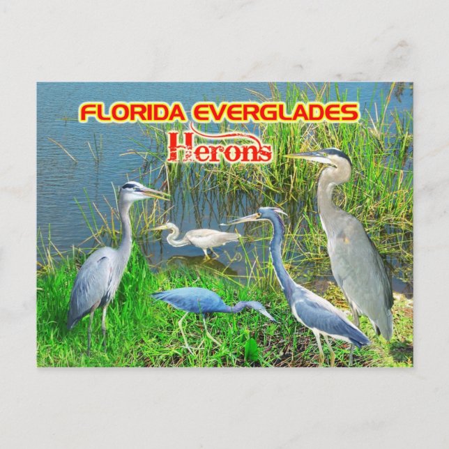 Herons of Everglades nationalpark, Florida Vykort (Framsida)