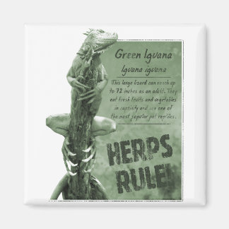 Herpes Rule Iguana Magnet