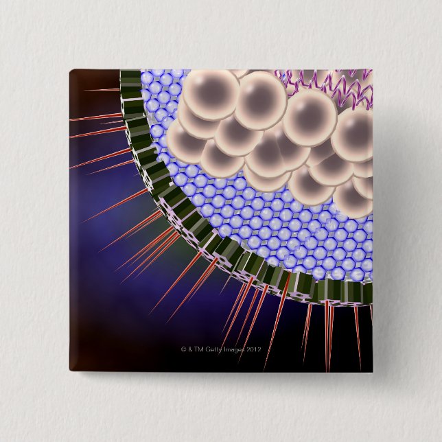 Herpes Virus Knapp (Framsida)
