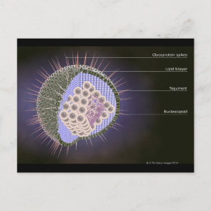 Herpes Virus Structure Vykort