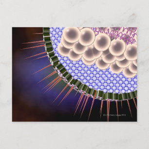 Herpes Virus Vykort