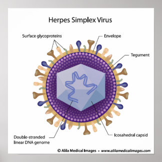 Herpesvirus-märkt diagram. poster