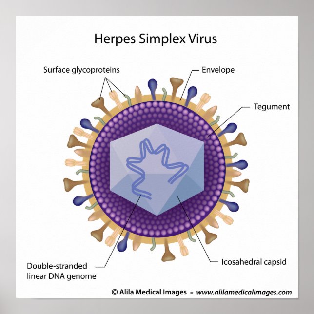 Herpesvirus-märkt diagram. poster (Framsidan)