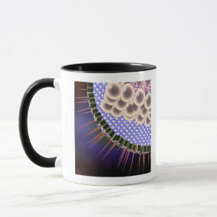 Herpesvirus Mugg