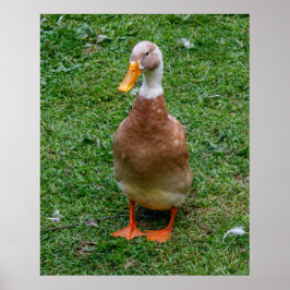 Herr Anka Poster