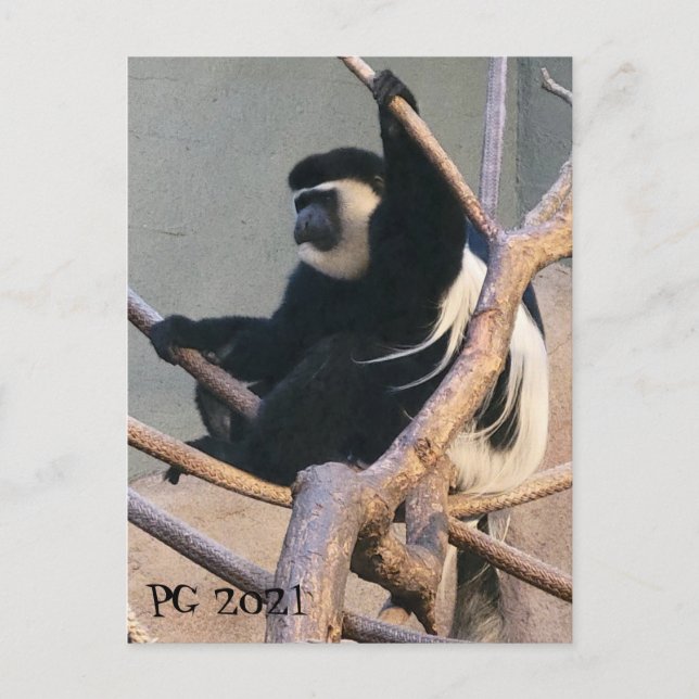 Herr Apa Vykort (Framsida)