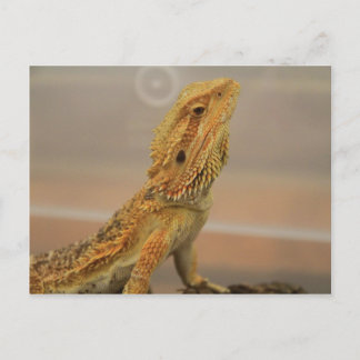 Herr Charles Posing Vykort