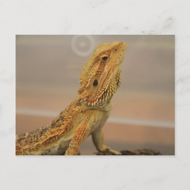 Herr Charles Posing Vykort (Framsida)