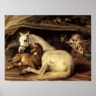 Herr Edwin Henry Landseer Arabiska Tält Poster