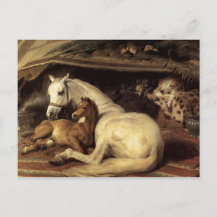 Herr Edwin Henry Landseer Arabiska Tält Vykort