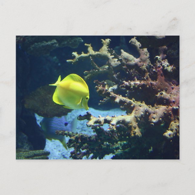 Herr Fishy! Vykort (Framsida)