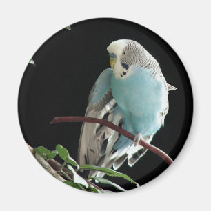 Herr Jill Budgie rundamagnet Magnet