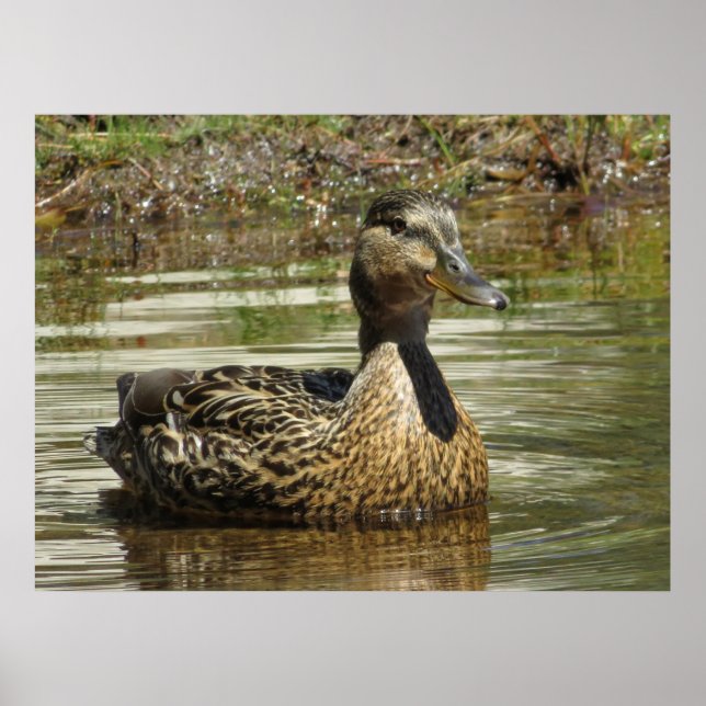 Herr Quack Poster (Framsidan)