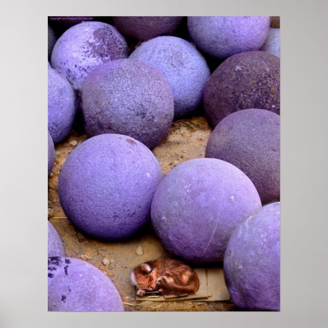 herrelös katt i kanonen bollar poster (Framsidan)