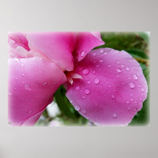 herrelös petal i regnet poster (Framsidan)