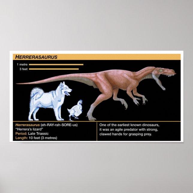Herrerasaurus - Biologi Dinosaurie Jurassic Poster (Framsidan)
