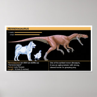 Herrerasaurus - Biology Dinosaur Jurassic Poster