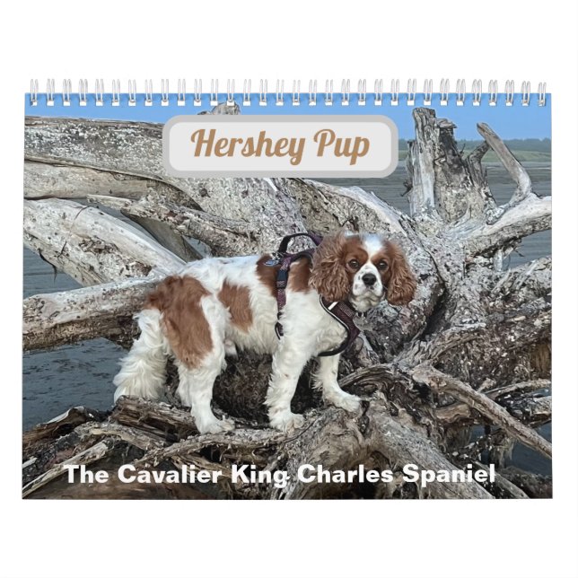Hershey Valp Cavalier Kung Charles Spain Calendar Kalender (Omslag)