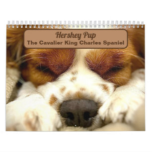 Hershey Valp Cute Cavalier Kung Charles Calendar Kalender