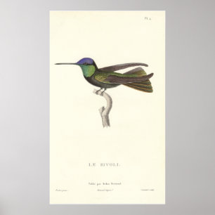 Hertig av Rivolis Hummingbird från antikt tryck