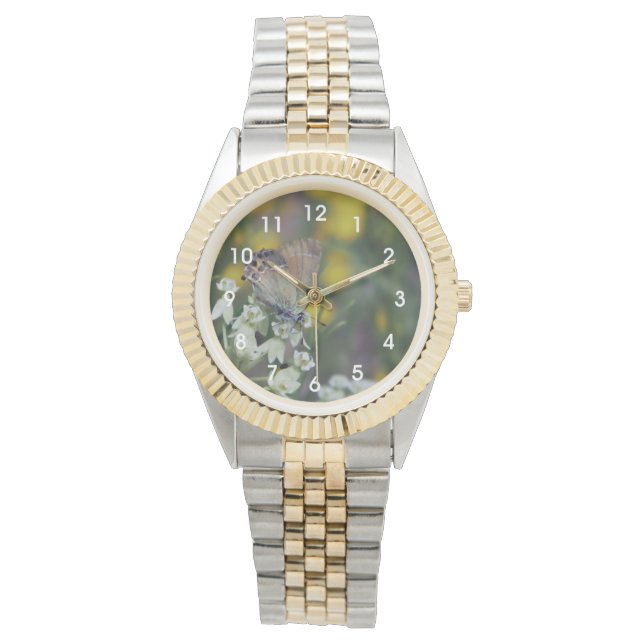 Hesperiidsmetterling på en blomma armbandsur (Framsida)