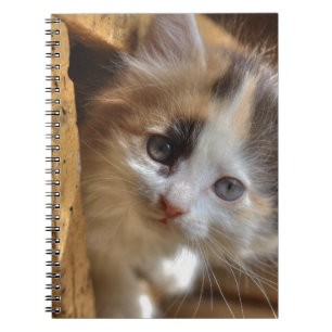 Heterochromia Calico Kitten Anteckningsbok