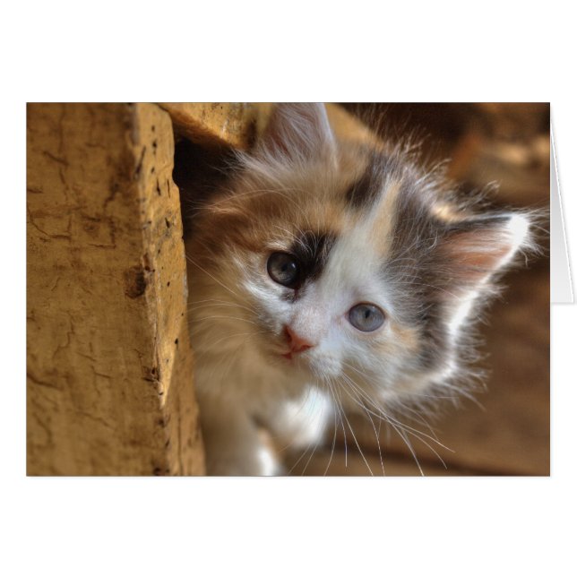 Heterochromia Calico Kitten Hälsningskort (Framsidan Horizontal)