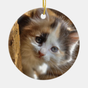 Heterochromia Calico Kitten Julgransprydnad Keramik