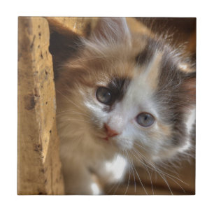 Heterochromia Calico Kitten Kakelplatta