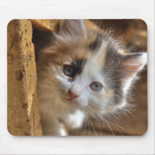 Heterochromia Calico Kitten Musmatta