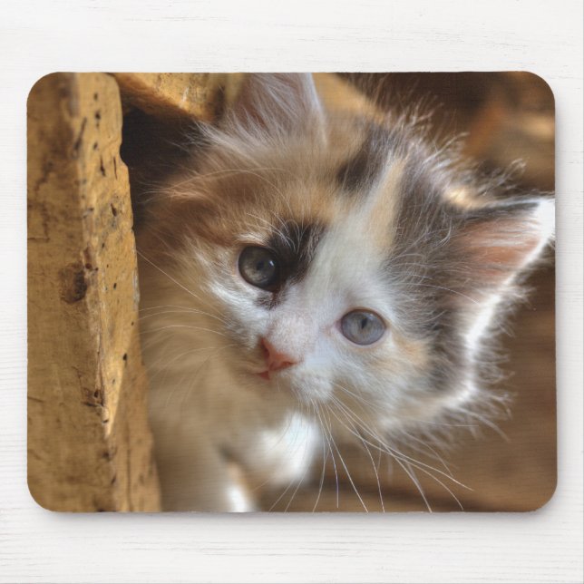 Heterochromia Calico Kitten Musmatta (Framsidan)