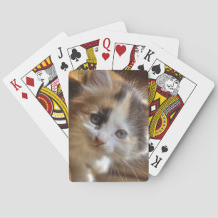 Heterochromia Calico Kitten Spel Kort