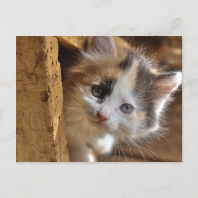 Heterochromia Calico Kitten Vykort (Framsida)
