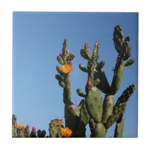 Hett Afrika Desert Cactus Plant Prickly Pear Flowe Kakelplatta