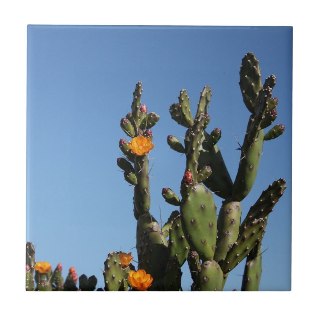 Hett Afrika Desert Cactus Plant Prickly Pear Flowe Kakelplatta (Framsidan)