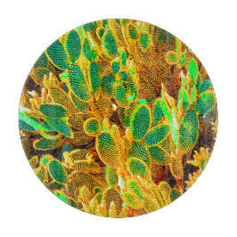 Hett Afrika Desert Cactus Plants Prickly Pear