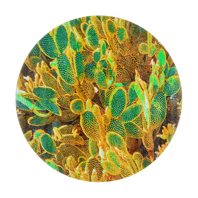 Hett Afrika Desert Cactus Plants Prickly Pear (Framsidan)