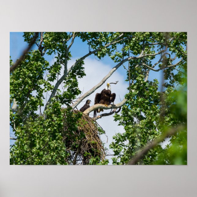Hett Eagles Poster (Framsidan)