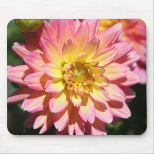 Hett gult rosa Dahlia Flower Musmatta